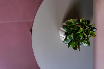 a plant in a pot hanging from a wall at Alkima Athens Wellness Stay in Athens