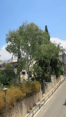 a tree on the side of a stone wall at Modern apartment near Acropolis peaceful location. in Athens