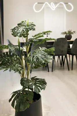 a potted plant sitting on a floor in a room at Ultra Chic Modern 4 Bedrooms Apartment in Athens in Athens