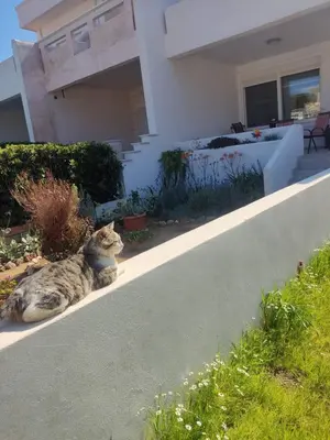 a cat sitting on a wall in front of a house at Katerina summerhouse in Dhaskalión