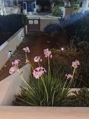a bunch of pink flowers in a garden at Katerina summerhouse in Dhaskalión