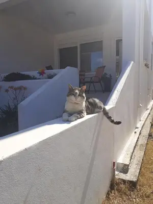 a cat sitting on the ledge of a house at Katerina summerhouse in Dhaskalión