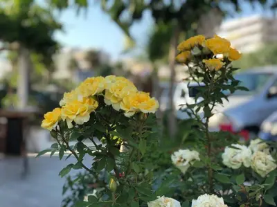 a group of yellow and white flowers in a garden at The Love suite 1 Athens Riviera in Athens