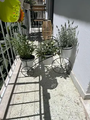 a group of potted plants sitting on a patio at Alex’s home next to Laiko in Athens