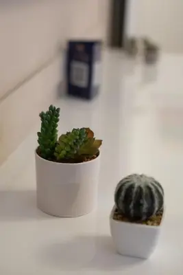 a plant in a white pot sitting on a counter at MEDLUXE COZY APARTMENT! in Athens