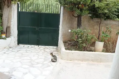 a cat sitting in front of a green garage door at Near sea / Airport, Queen size bed, Fireplace in Artemida