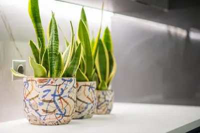 two vases with plants in them sitting on a counter at Palmyra Athens in Athens