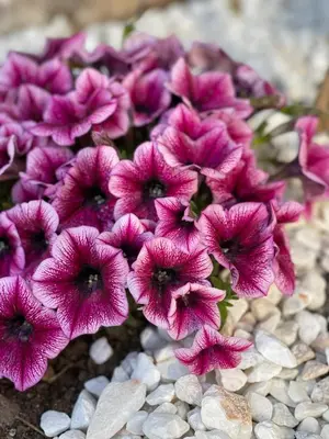 a bunch of pink flowers sitting on rocks at Platon Hotel in Piraeus