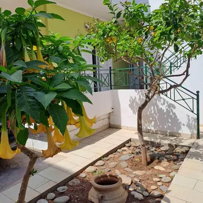 two trees in front of a building with a staircase at Dimitris place near Athens airport in Koropíon