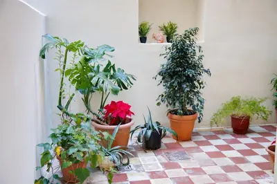a room filled with lots of potted plants at Aroura Neoclassical Home 3BR 2BA in Athens
