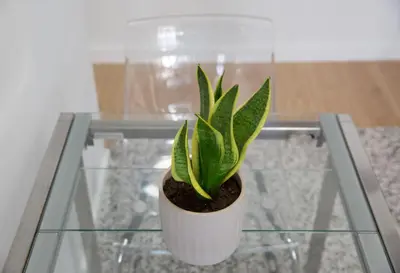 a plant sitting on top of a glass table at Unforgettable Acropolis View in Athens