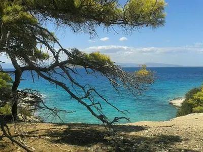 a view of the ocean from a beach with a tree at The Delfini Hotel in Agia Marina Aegina