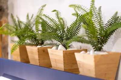 a row of potted plants sitting on a shelf at Efi's DreamSpace in Athens
