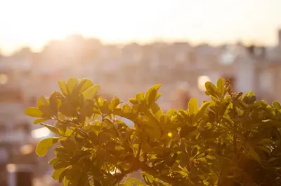 a close up of a tree with buildings in the background at Lilia Hotel in Piraeus