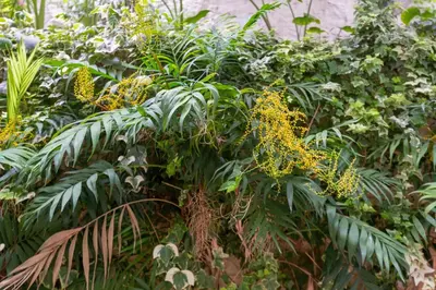 a plant with yellow flowers in a garden at A newly fully renovated studio in Athens