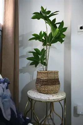 a plant in a basket sitting on a stool at Marina Zeas Seaside Studio-MarinaQ in Piraeus