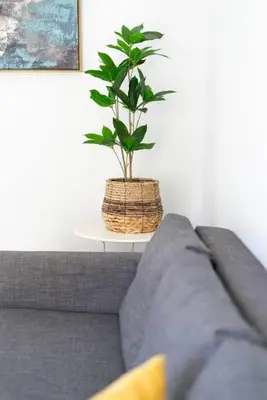 a plant sitting on a table next to a couch at Filoxenia MG Projects city center in Athens